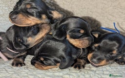 Miniature Dachshund dogs for sale: Miniature Smooth Dachshund Puppies - Image 1