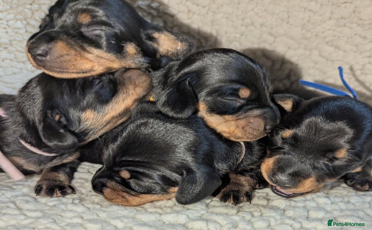 Miniature Dachshund dogs - Advert 1