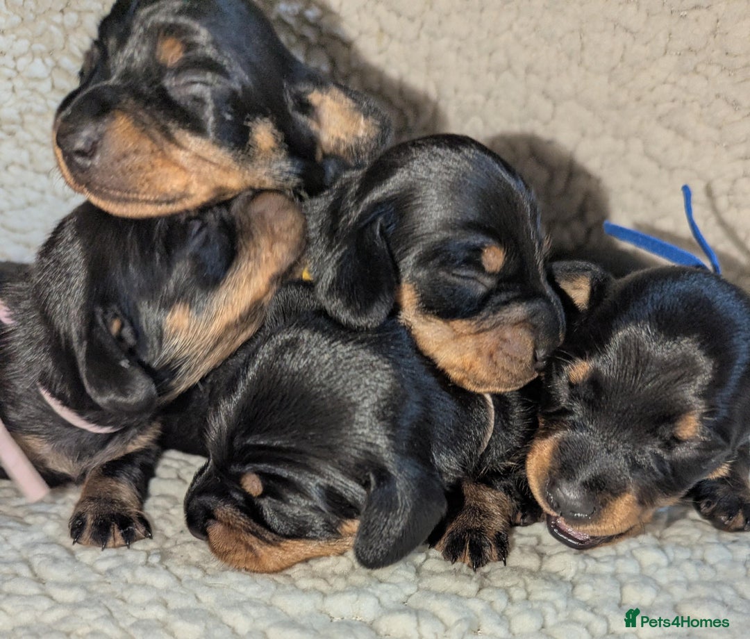Miniature Dachshund dogs for sale: Miniature Smooth Dachshund Puppies - Image 1