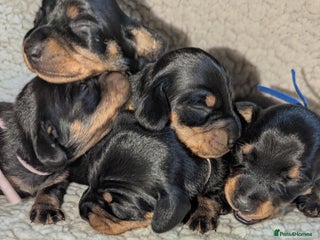 Miniature Dachshund dogs - Advert 14