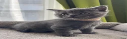 British Shorthair cats for sale: Beautiful British Kittens 🍂 - Advert 27