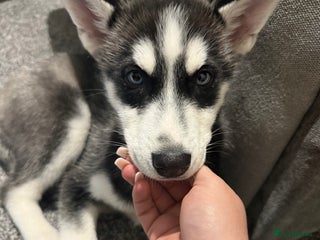 Siberian Husky dogs Siberian husky - Advert 7