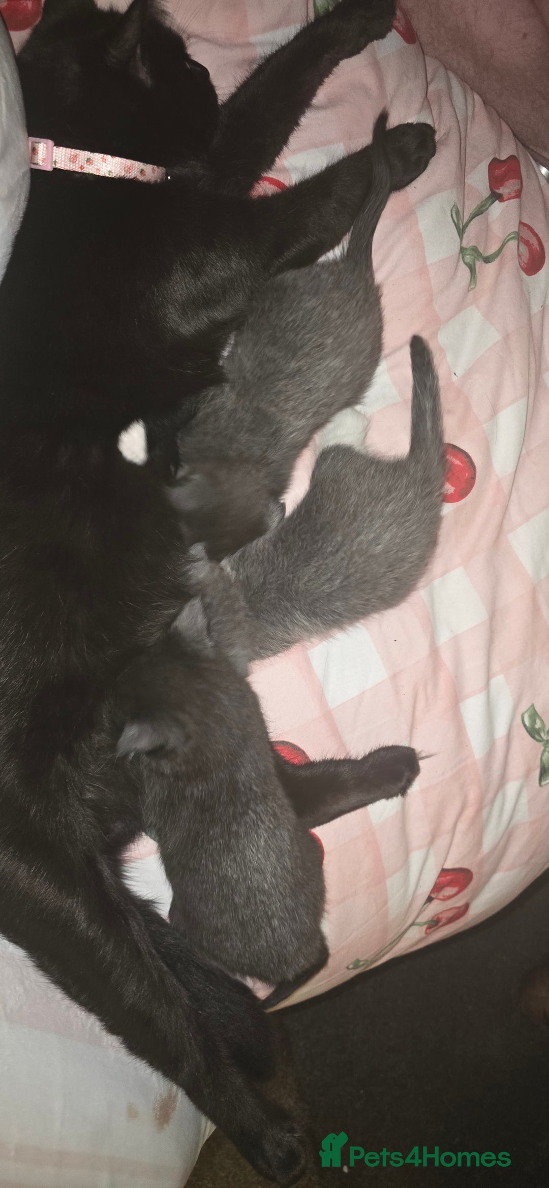 Mixed Breed cats for sale: 4 kittens  - Advert 2