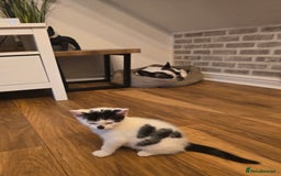 Mixed Breed cats for sale: 4 boys and 2 girls Family-Raised, Well-Socialised  - Image 34
