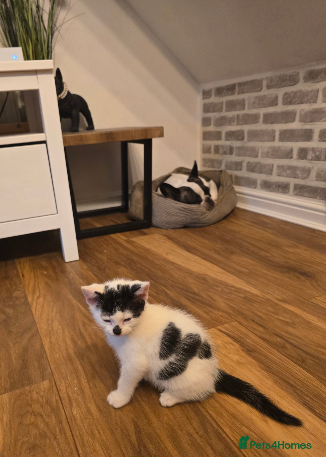 Mixed Breed cats for sale: 4 boys and 2 girls Family-Raised, Well-Socialised  - Image 34