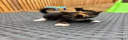 Mixed Breed cats for sale: Kittens Looking for Loving Families - Advert 19