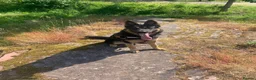 German Shepherd dogs for sale: 4 year old German Shepard..  in Liverpool - Advert 6