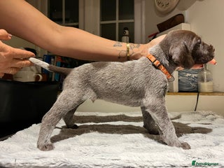 German Wirehaired Pointer dogs German Wirehaired Pointer pups - ready soon! - Advert 9