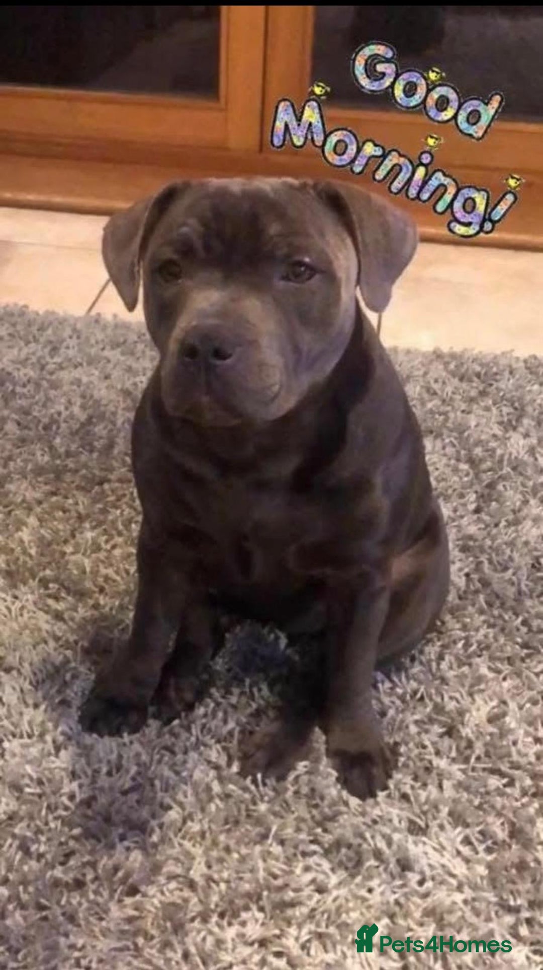 Staffordshire Bull Terrier dogs for sale: Stunning short stocky staffys  - Advert 8