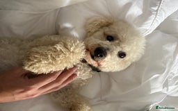 Poochon dogs for sale: Bichon frise x toy poodle (Male-Castrated) - Image 3