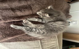 Mixed Breed cats for sale: Adorable Kittens ready for their new forever home  - Image 4