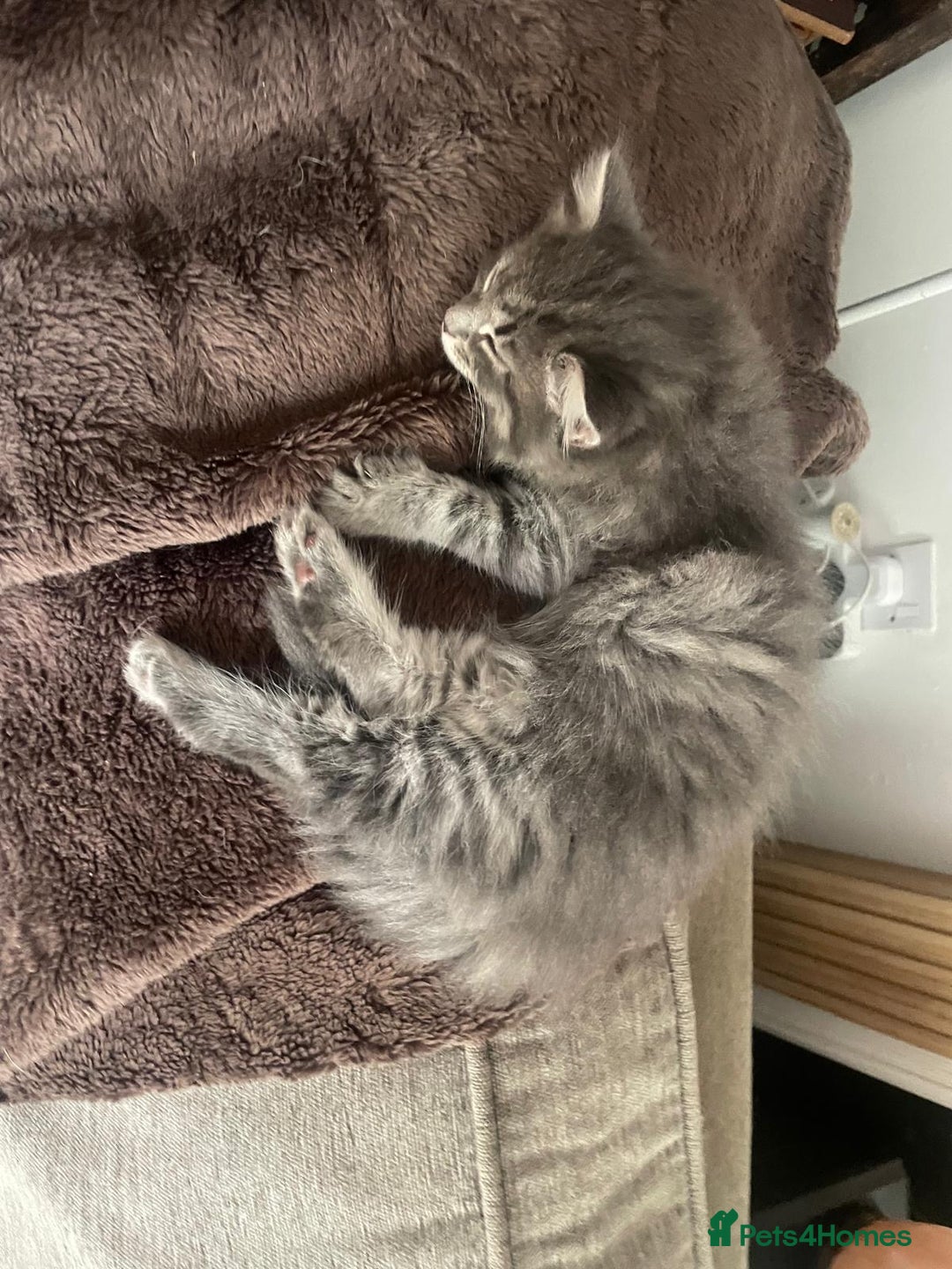 Mixed Breed cats for sale: Adorable Kittens ready for their new forever home  - Image 4