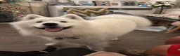 Samoyed dogs for sale: Casper in Norwich - Advert 6