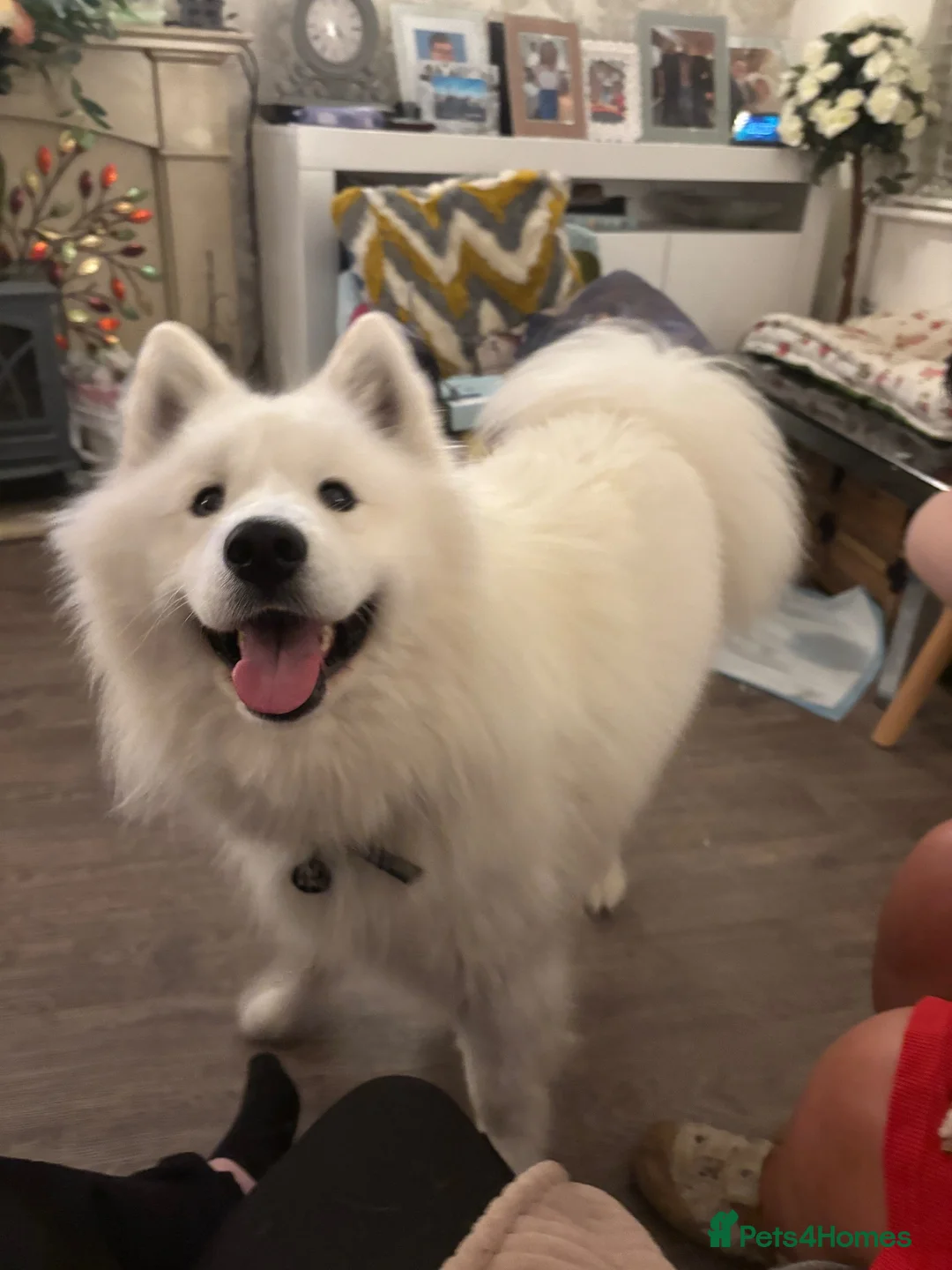 Samoyed dogs for sale: Casper in Norwich - Advert 6