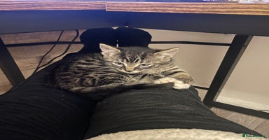 British Shorthair cats For adoption - Advert 14