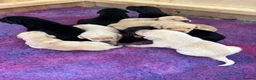 Labrador Retriever dogs for sale: Beautiful boy Labrador puppies  in Kettering - Advert 5