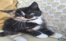 Mixed Breed cats for sale: 3 adorable little kittens for sale  - Image 8