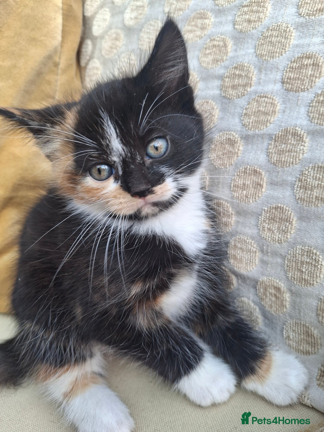 Mixed Breed cats for sale: 3 adorable little kittens for sale  - Image 8