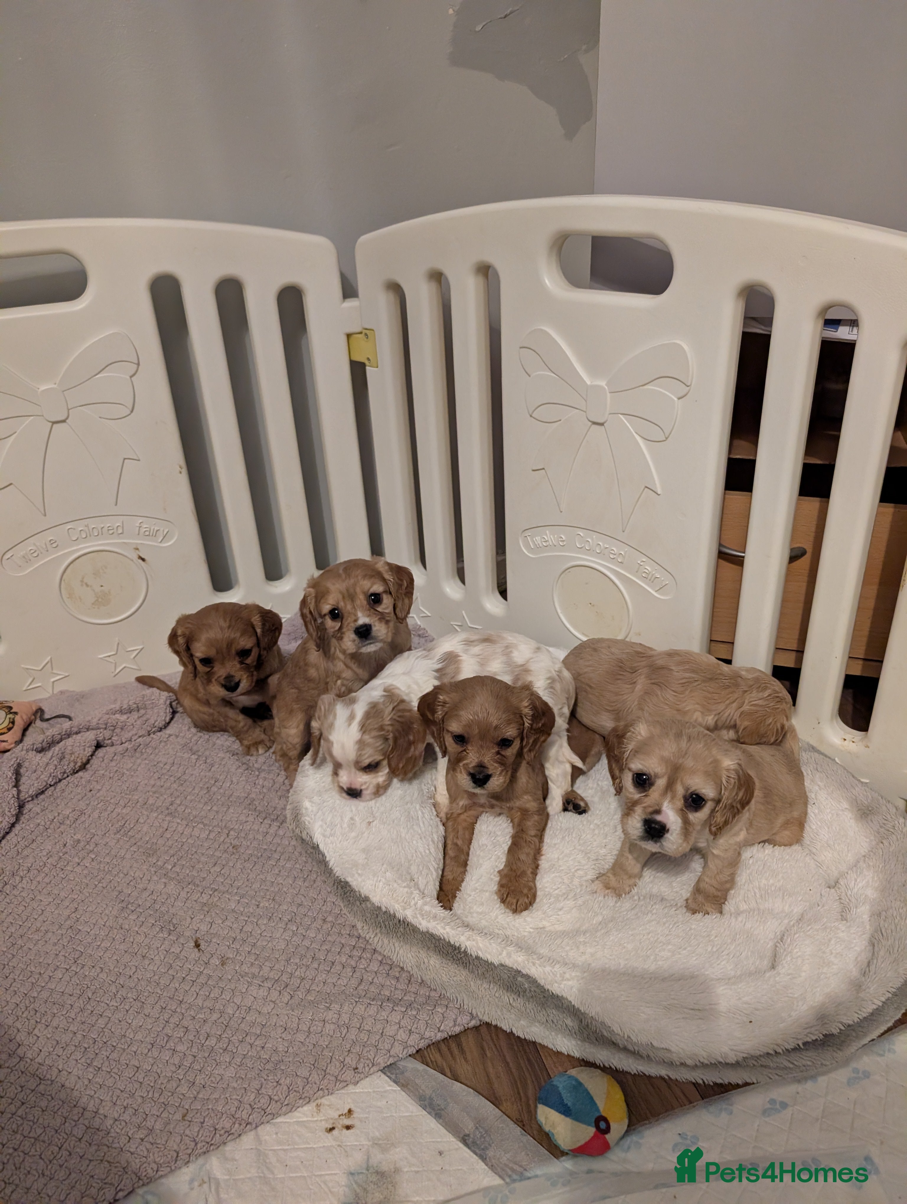 Cockalier dogs Cockalier Puppys - Advert 1