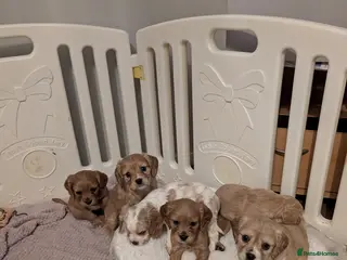 Cockalier dogs Cockalier Puppys - Advert 1