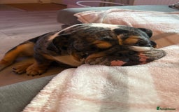English Bulldog dogs for sale: Female English Bulldog  - Image 4