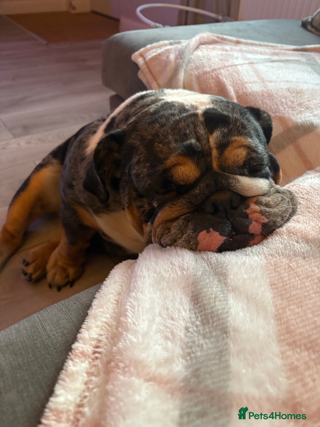 English Bulldog dogs for sale: Female English Bulldog  - Image 4