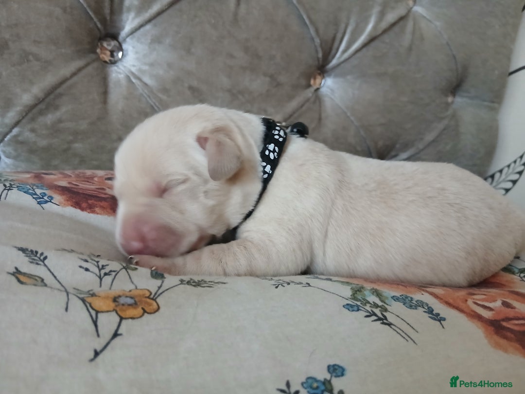Labrador Retriever dogs for sale: 5 beautiful labrador puppies - Image 6