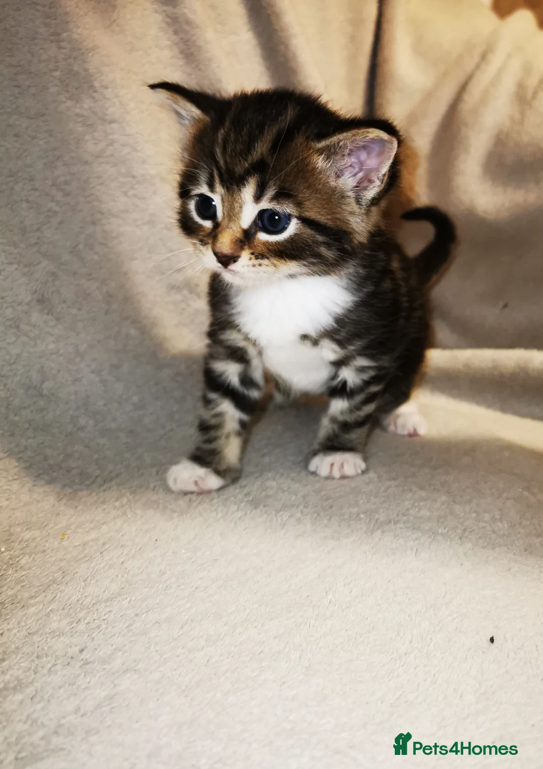 Russian Blue cats for sale: Kittens for sale - Advert 1