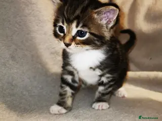 Russian Blue cats Kittens for sale - Advert 14