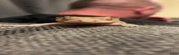 Gecko reptiles for sale: Female Crested Gecko with Full Set Up in Newport - Advert 4