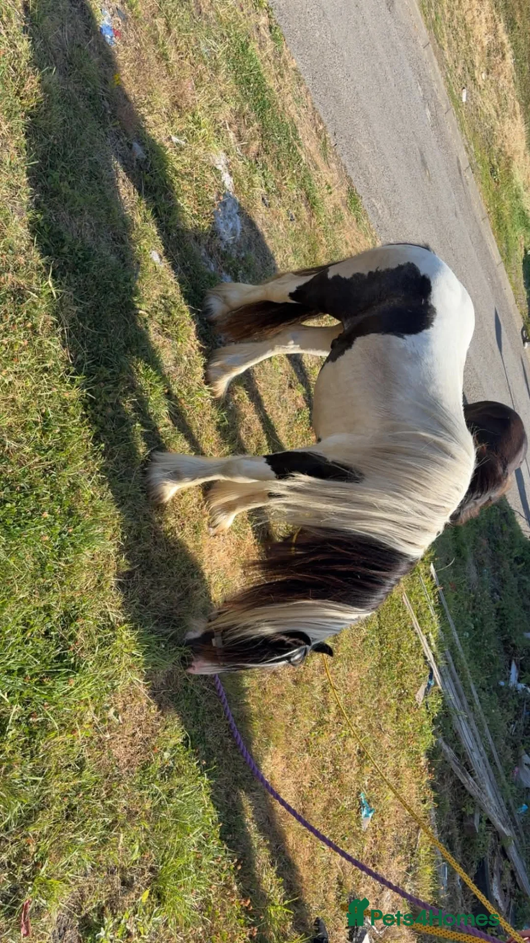 Irish Cob horses for sale: 2 colt brothers  - Advert 3
