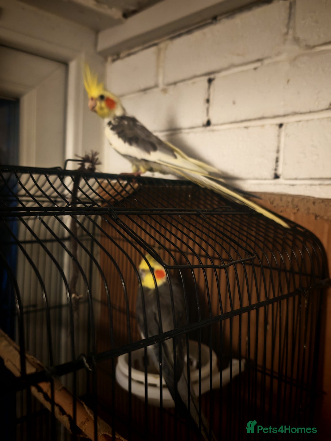 Cockatiels birds for sale: 2 x male cockatiels for sale - Advert 4