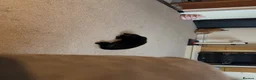 Mixed Breed cats for sale: 6 month old kitten  in Thirsk - Advert 4