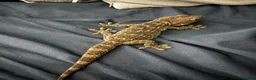 Gecko reptiles for sale: Female tokay gecko in Reading - Advert 7