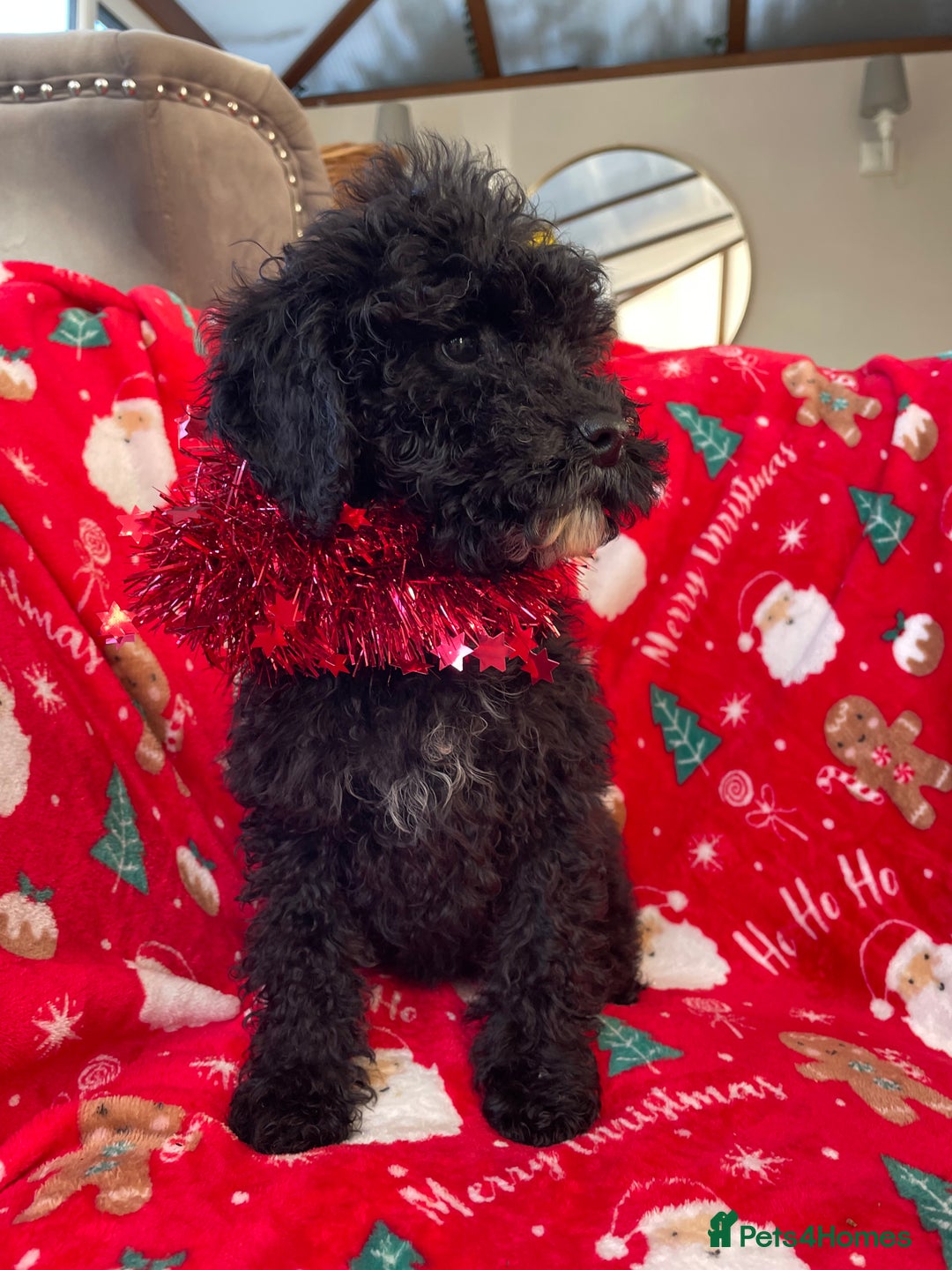 Mixed Breed dogs for sale: 🌟🌟Stunning Australian Cavapoo Puppies 🩷💙 m - Advert 15