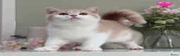 British Shorthair cats for sale: Gorgeous British Kittens - Advert 6