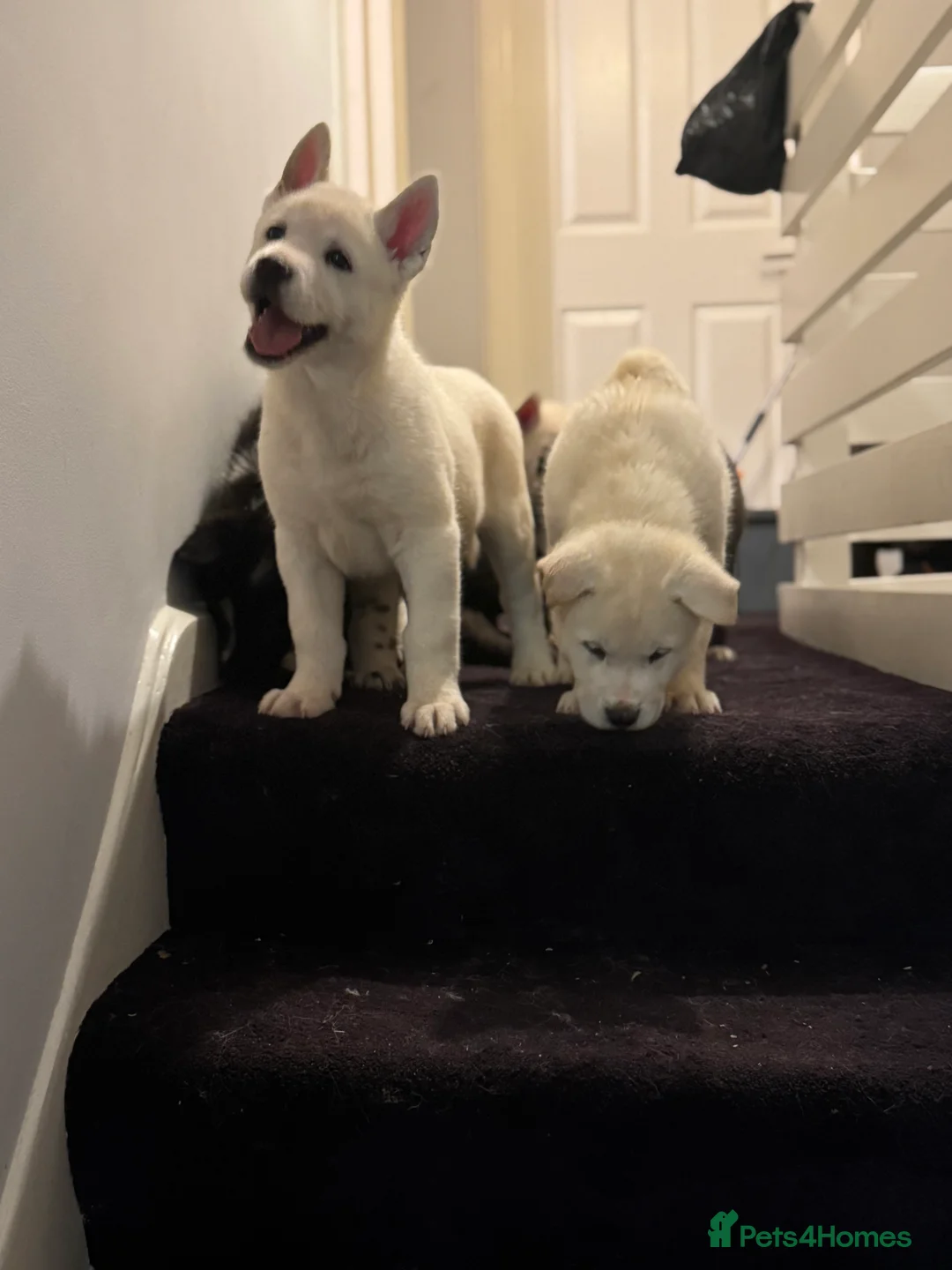Mixed Breed dogs for sale: 7 beautiful American Akita Puppies ***5 left*** - Advert 5