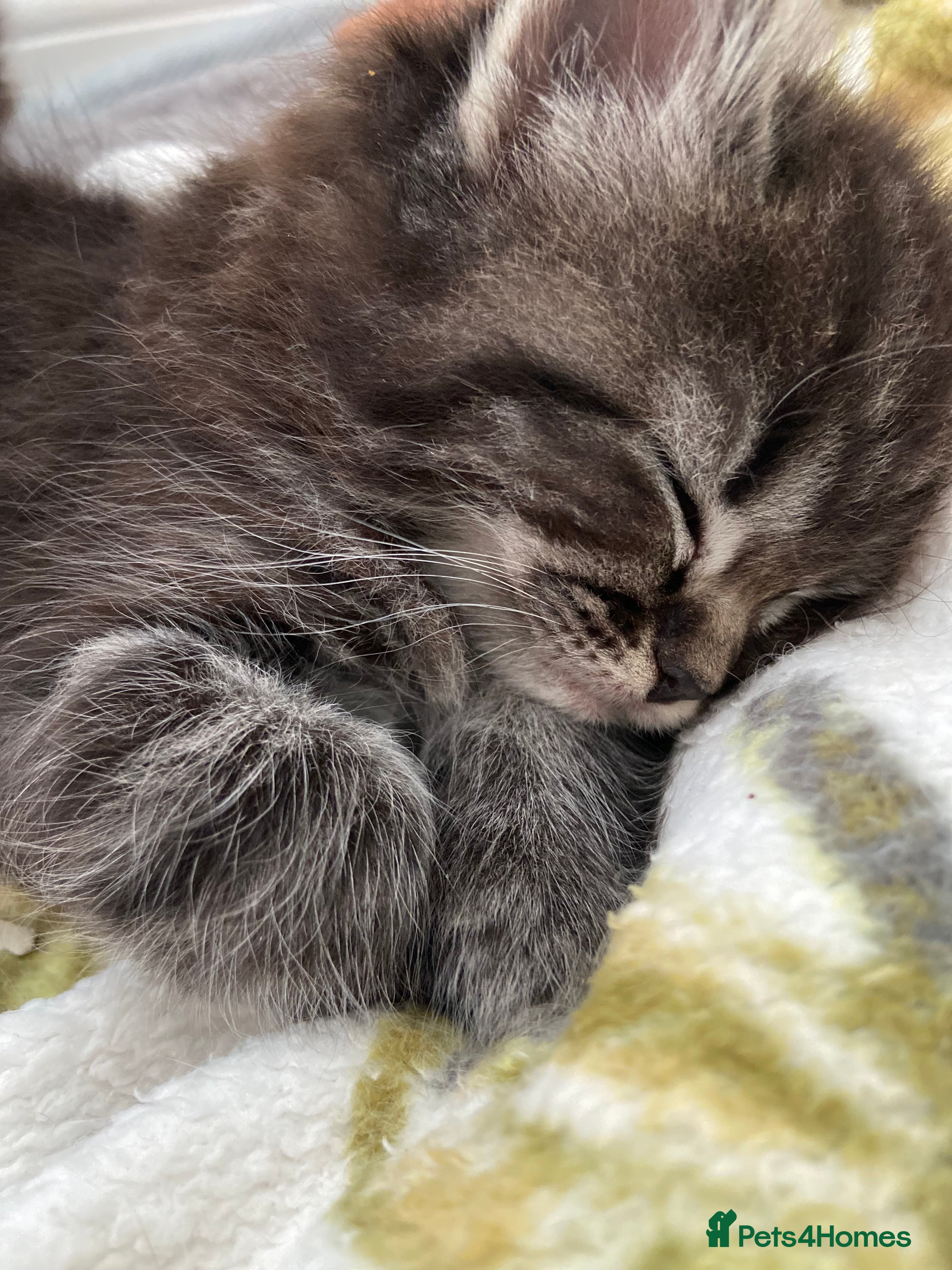 Ragdoll cats Ragdoll x mixed breed - Advert 16