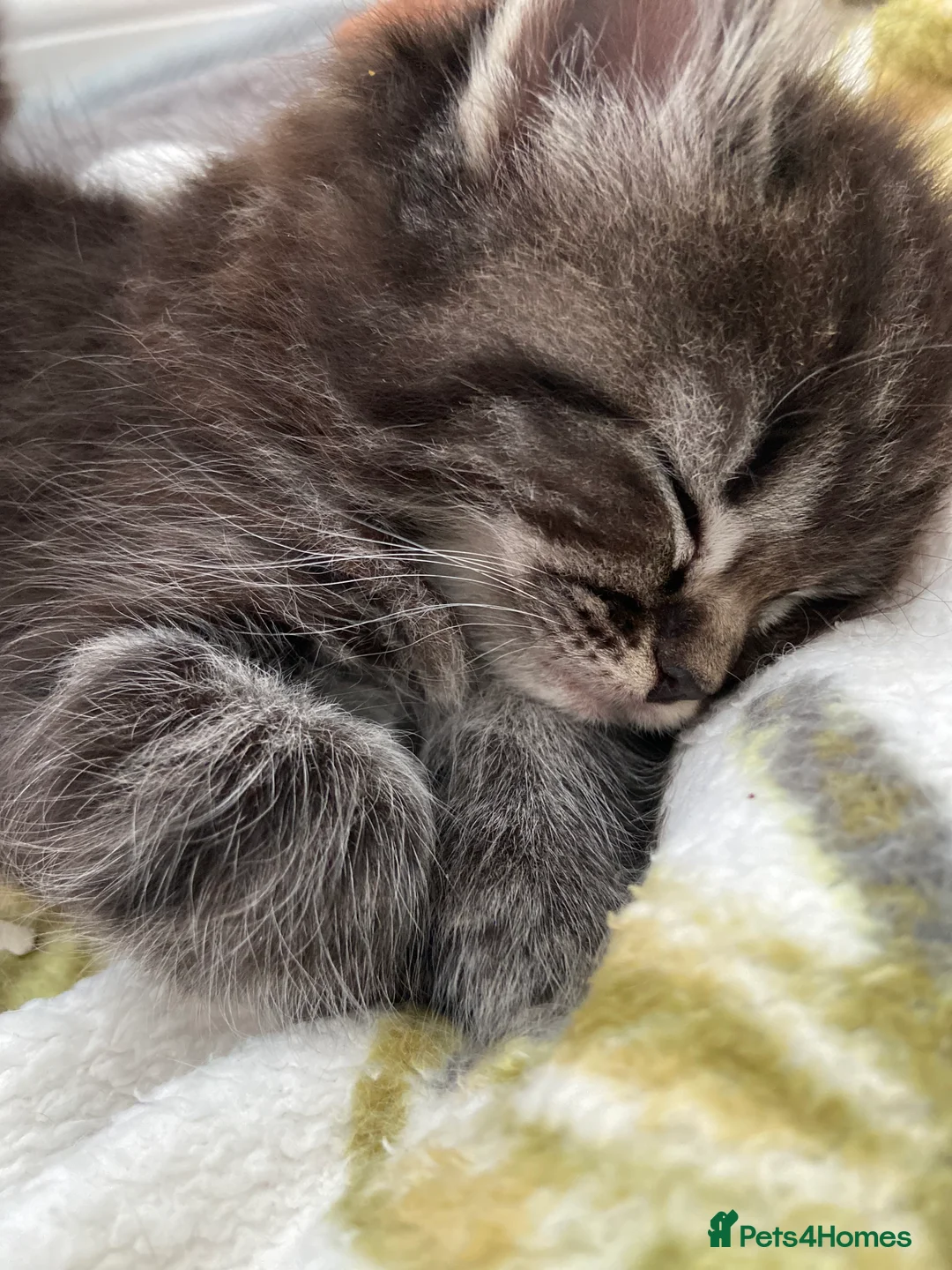 Ragdoll cats for sale: Ragdoll x mixed breed - Advert 1