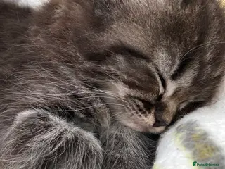 Ragdoll cats Ragdoll x mixed breed - Advert 2