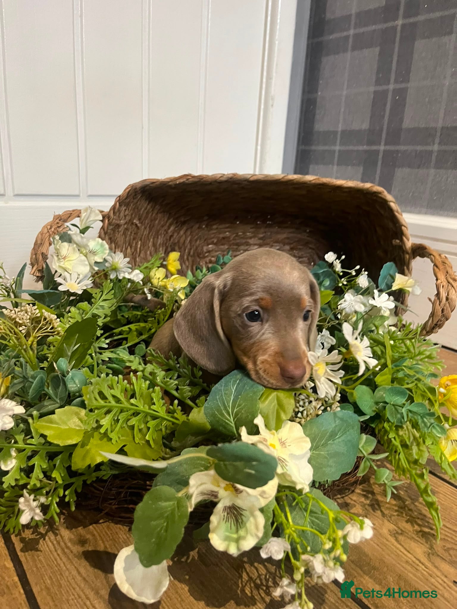 Miniature Dachshund dogs 🐶MINIATURE DACHSHUND PUPPIES LAST 1  - Advert 1