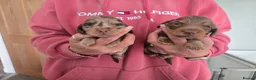 Miniature Dachshund dogs for sale: ❤️Miniature dachshund puppies❤️ - Advert 15