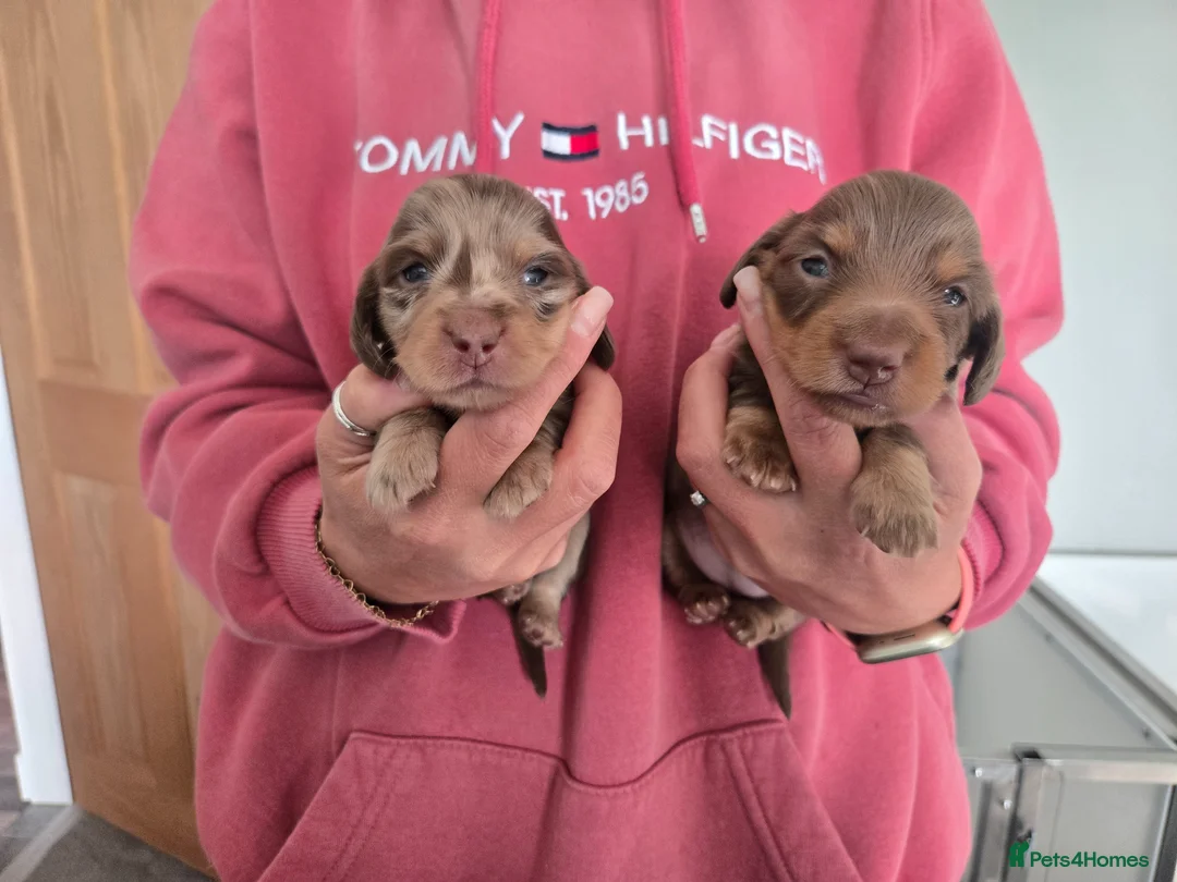 Miniature Dachshund dogs for sale: ❤️Miniature dachshund puppies❤️ - Advert 15