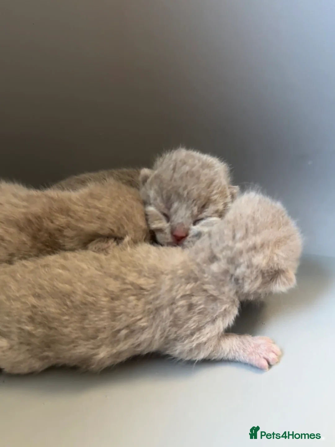 Scottish Fold cats for sale: Lilac british short hair/scottish fold kittens in Stanmore - Advert 7