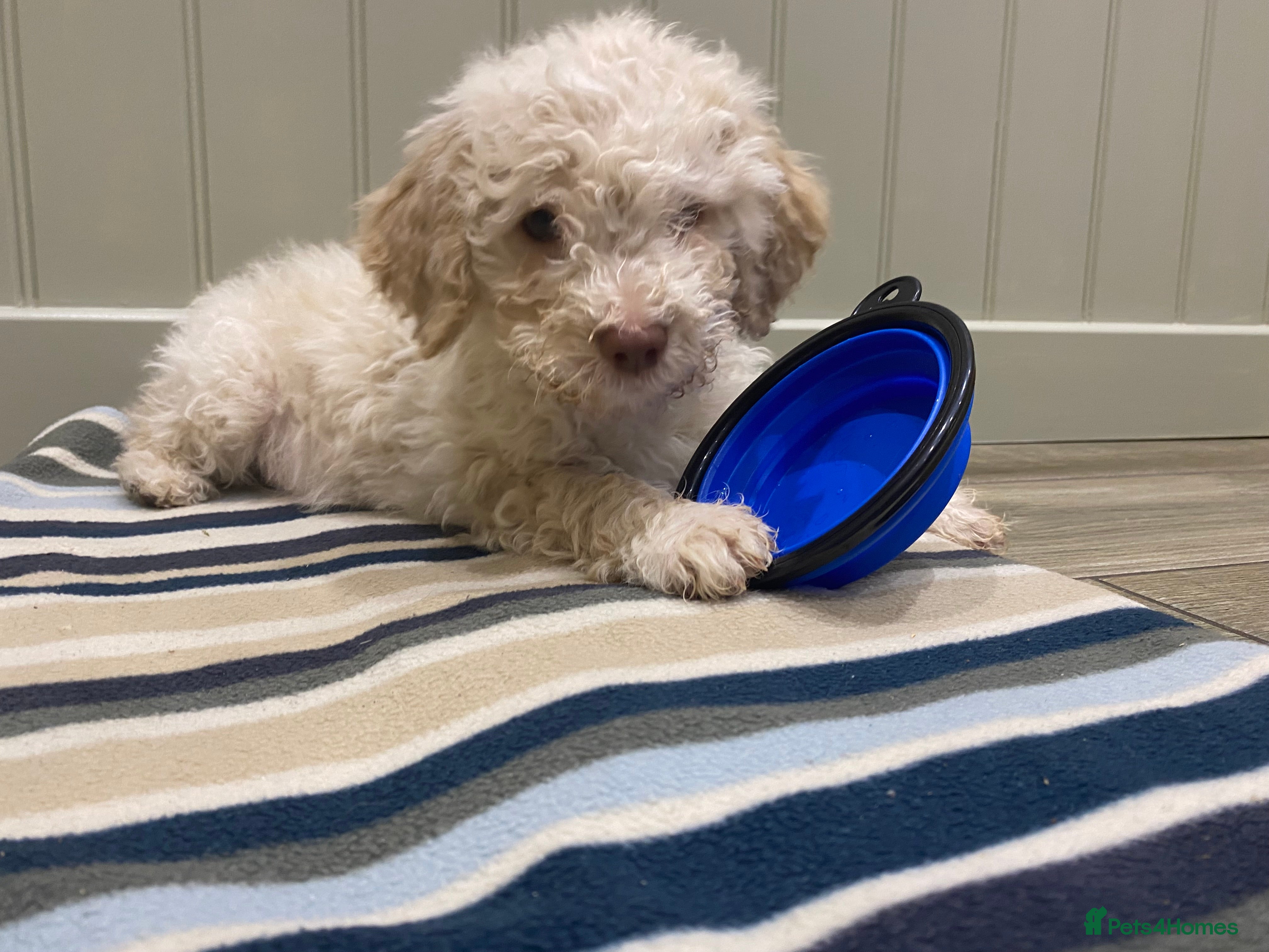 Lagotto Romagnolo dogs Lagotto romagnolo Puppies  - Advert 3