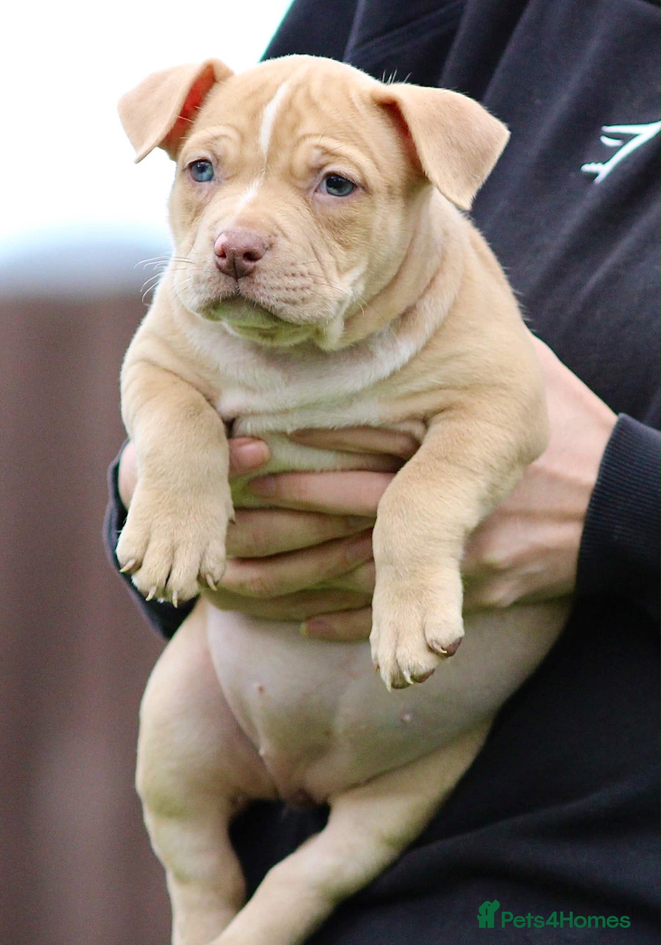 American Bully dogs 9 beautiful ABKC pocket bullies - Advert 10