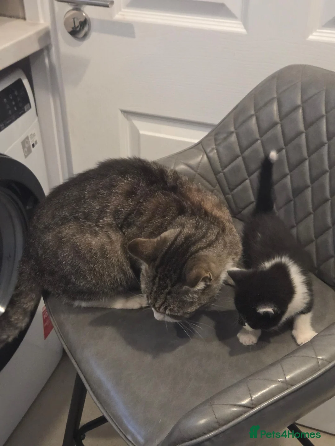 Mixed Breed cats for sale: Bsh x kitten  - Advert 13