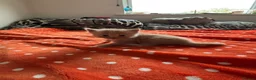 American Shorthair cats for sale: 6 GORGEOUS KITTENS + 1 IMPOSSIBLE KITTEN - Advert 11