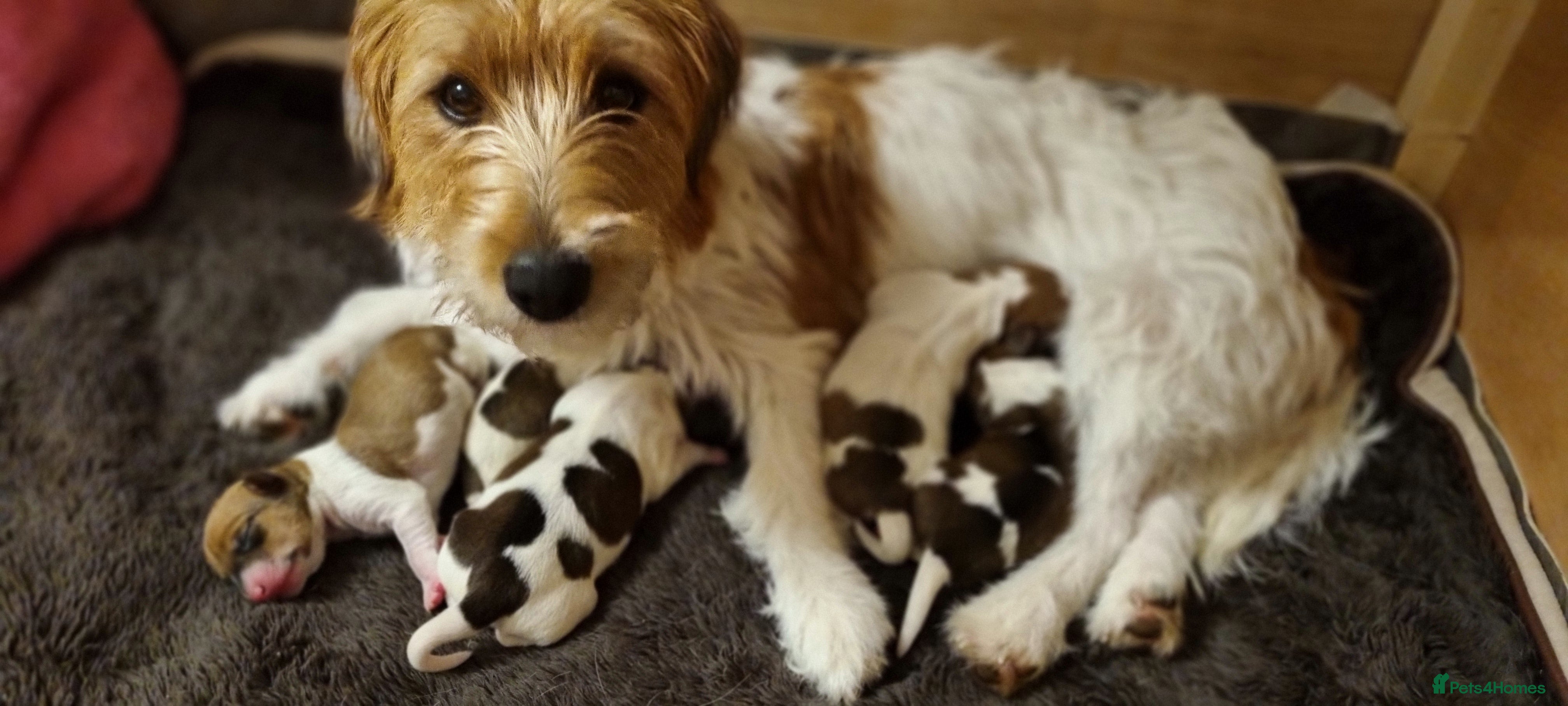 Jack Russell dogs Stunning Jack Russell puppies for sale - Advert 3