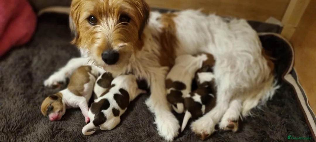 Jack Russell dogs for sale: Stunning Jack Russell puppies for sale - Advert 1